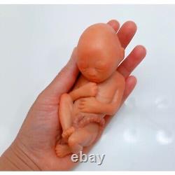 16 Weeks Baby Fetus, Stage of Fetal Development (Memorial/Miscarriage/Keepsake)