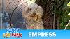 Homeless Standard Poodle Survived Thanks To A Cat Feeder