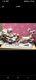 Precious Moments The True Spirit Of Christmas Guides The Way 104784 In Box Vtg